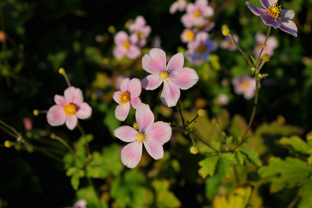 Japanese Anemone